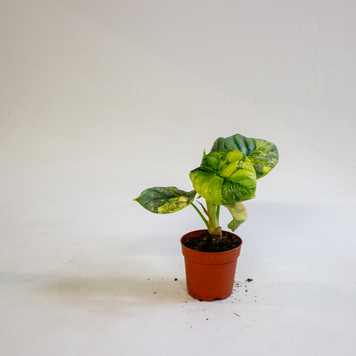 Alocasia Silver Dragon Variegata 7cm H10cm