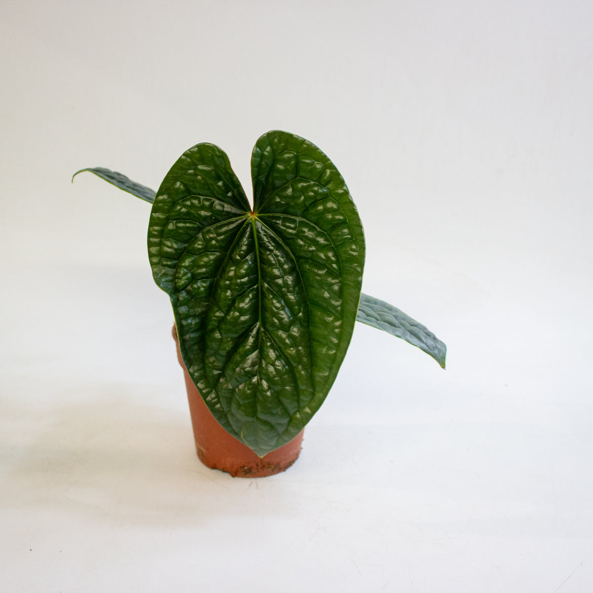 Anthurium luxurians 12cm H25cm