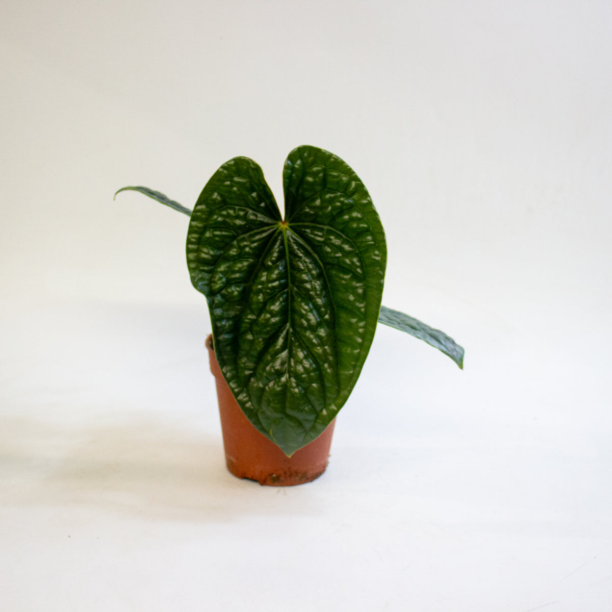 Anthurium luxurians 12cm H25cm