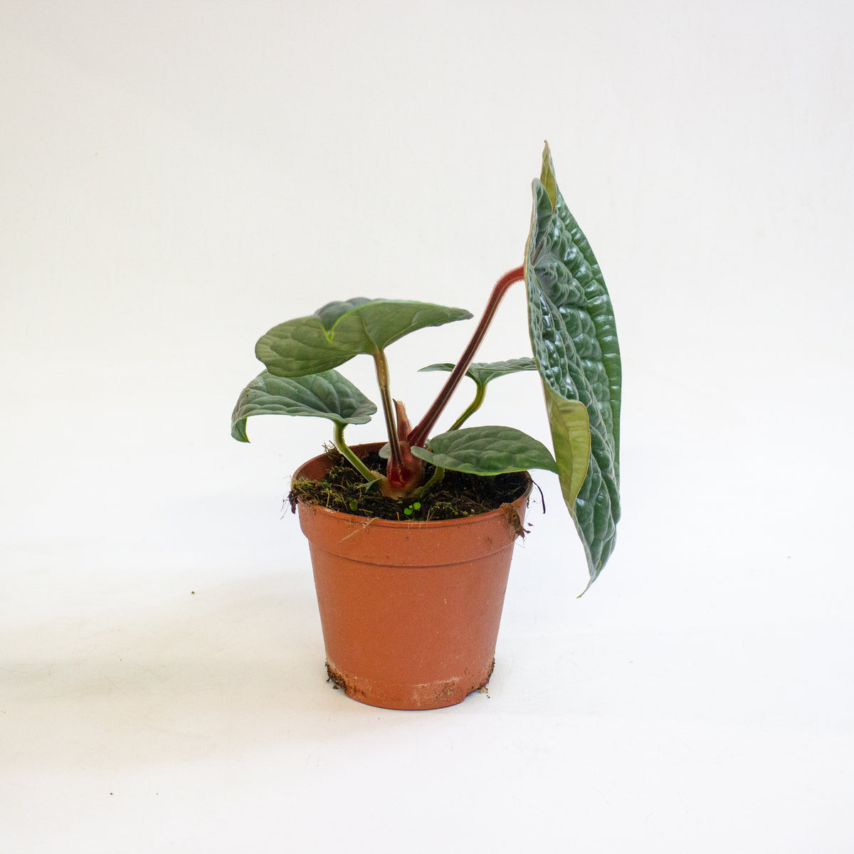 Anthurium luxurians 12cm H25cm