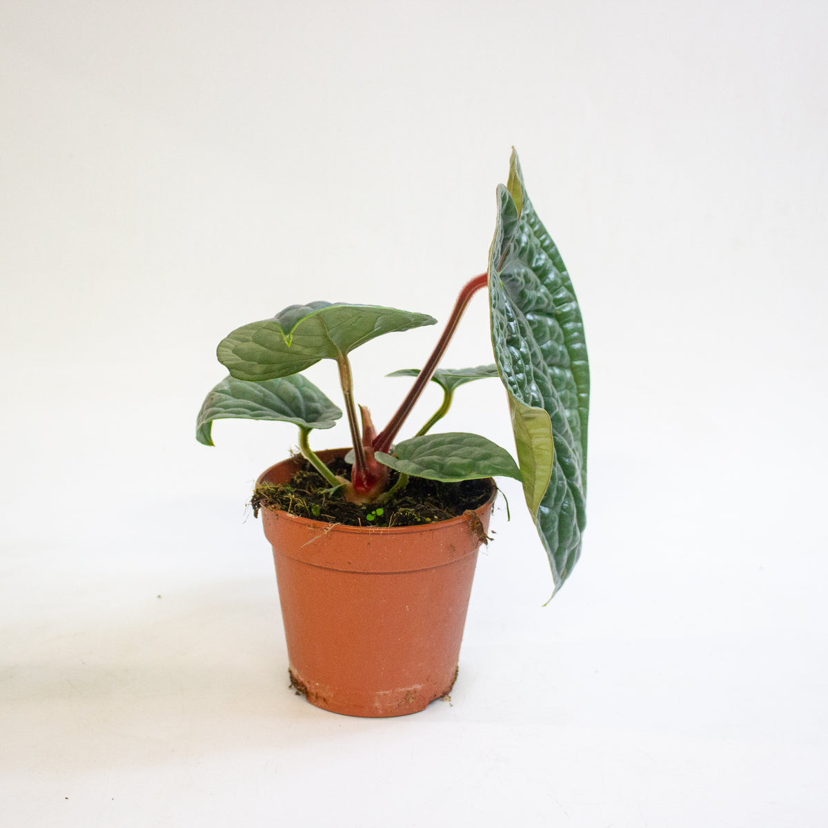 Anthurium luxurians 12cm H25cm