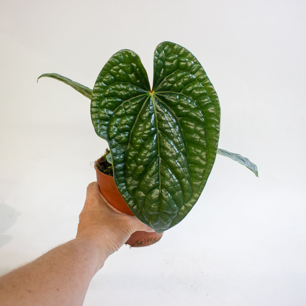Anthurium luxurians 12cm H25cm