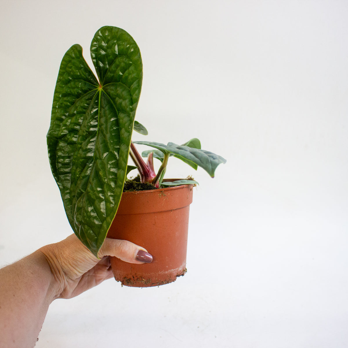 Anthurium luxurians 12cm H25cm