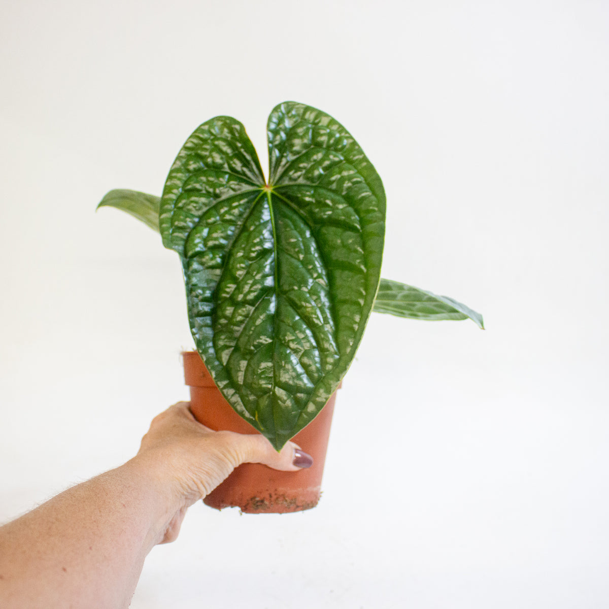 Anthurium luxurians 12cm H25cm