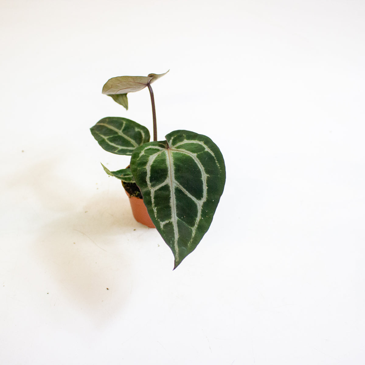 Anthurium Red Crystallinum 6cm H20cm