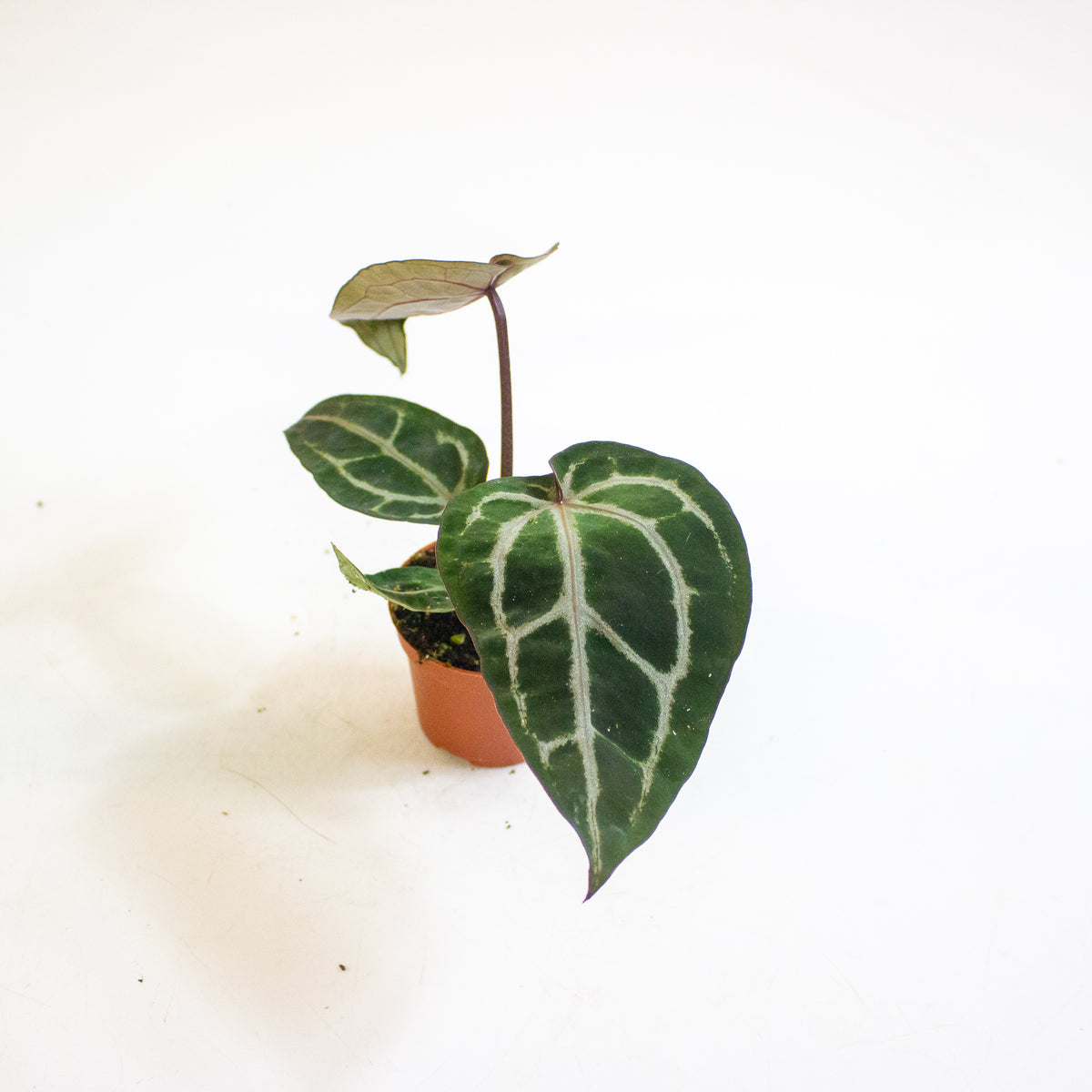 Anthurium Red Crystallinum 6cm H20cm