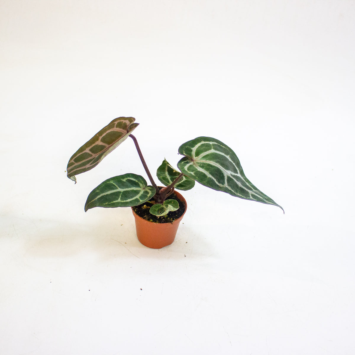 Anthurium Red Crystallinum 6cm H20cm