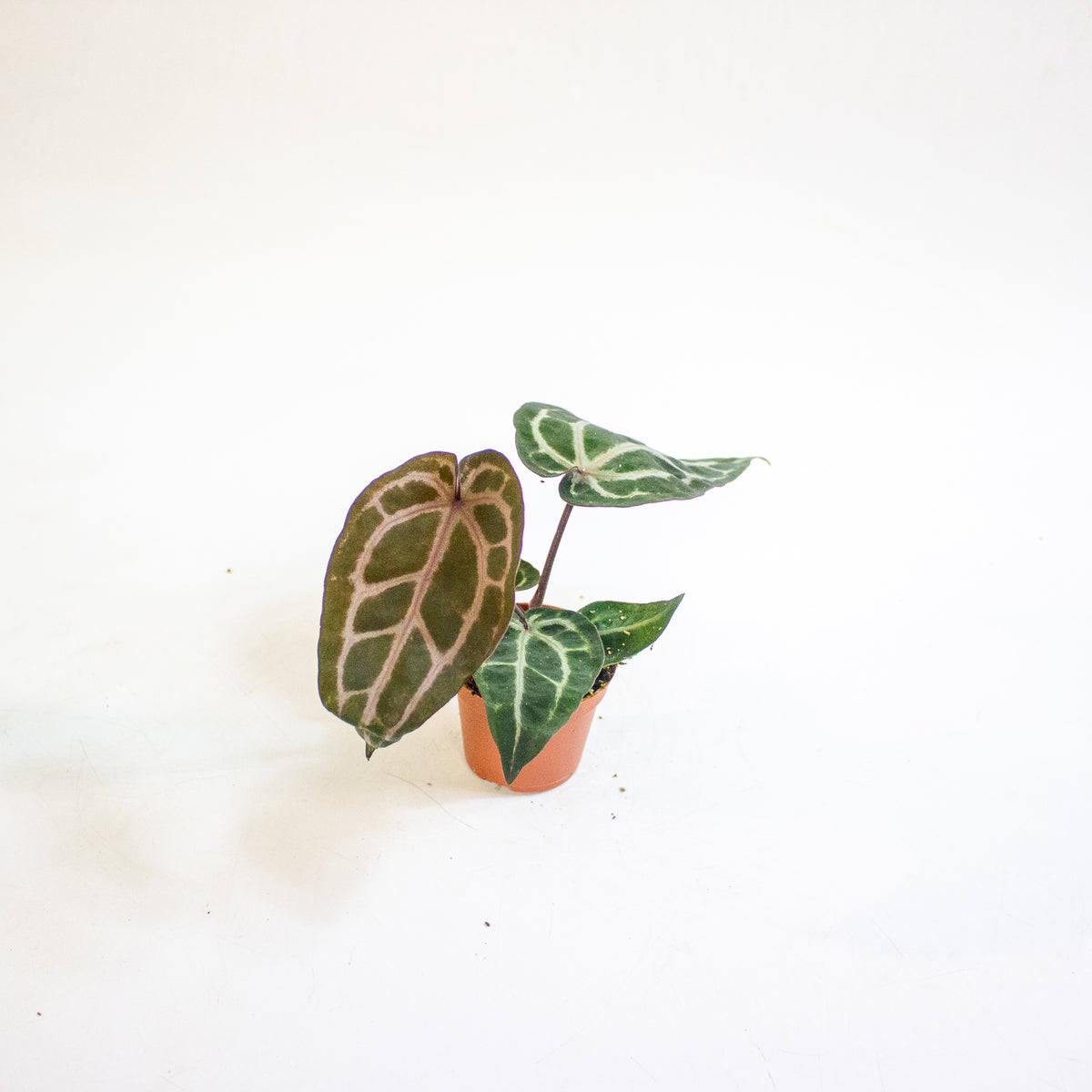 Anthurium Red Crystallinum 6cm H20cm