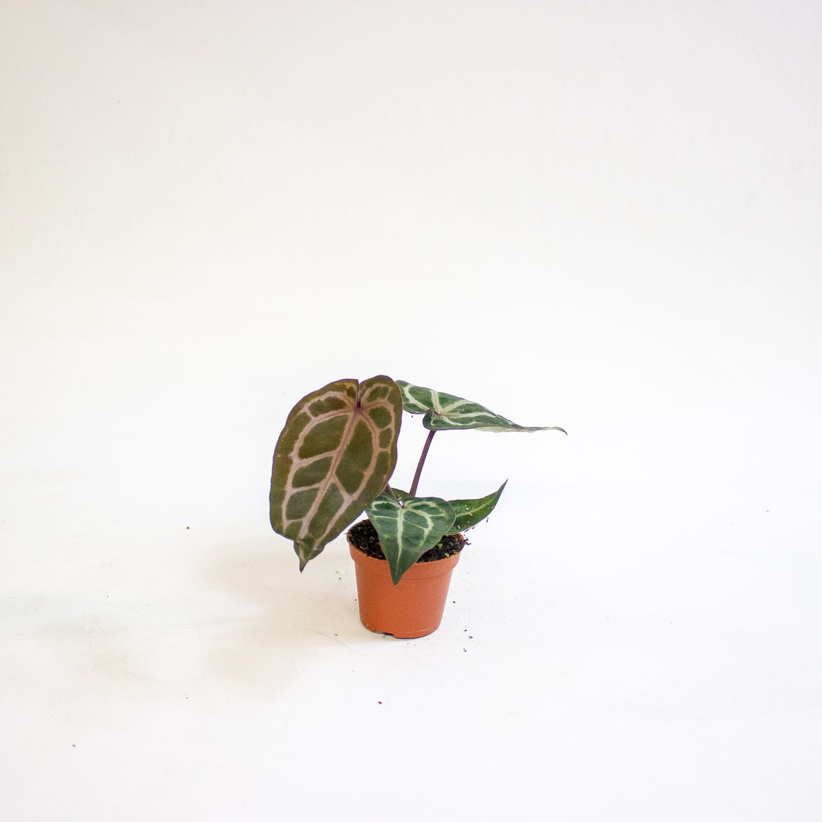 Anthurium Red Crystallinum 6cm H20cm