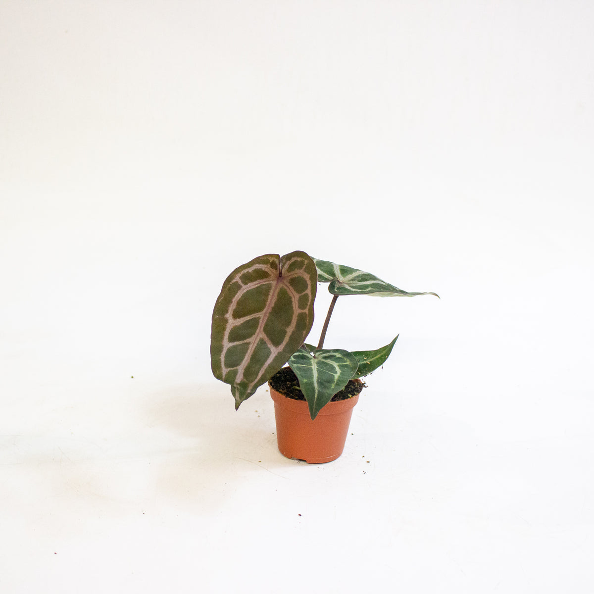 Anthurium Red Crystallinum 6cm H20cm