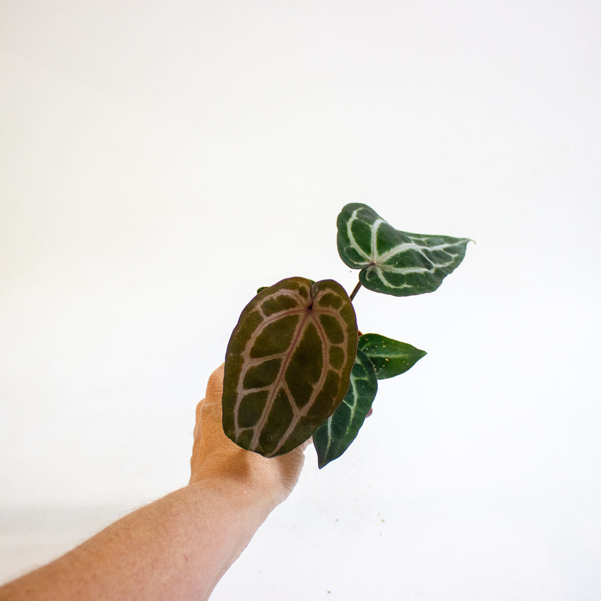 Anthurium Red Crystallinum 6cm H20cm