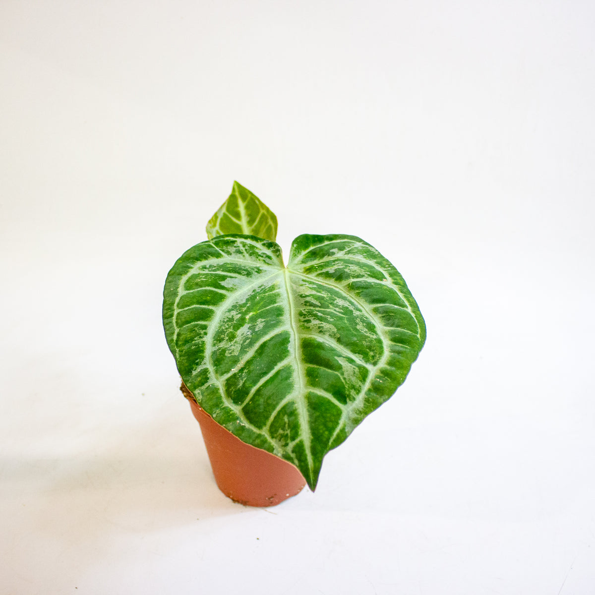 Anthurium Super Silver Blush 12cm H25cm