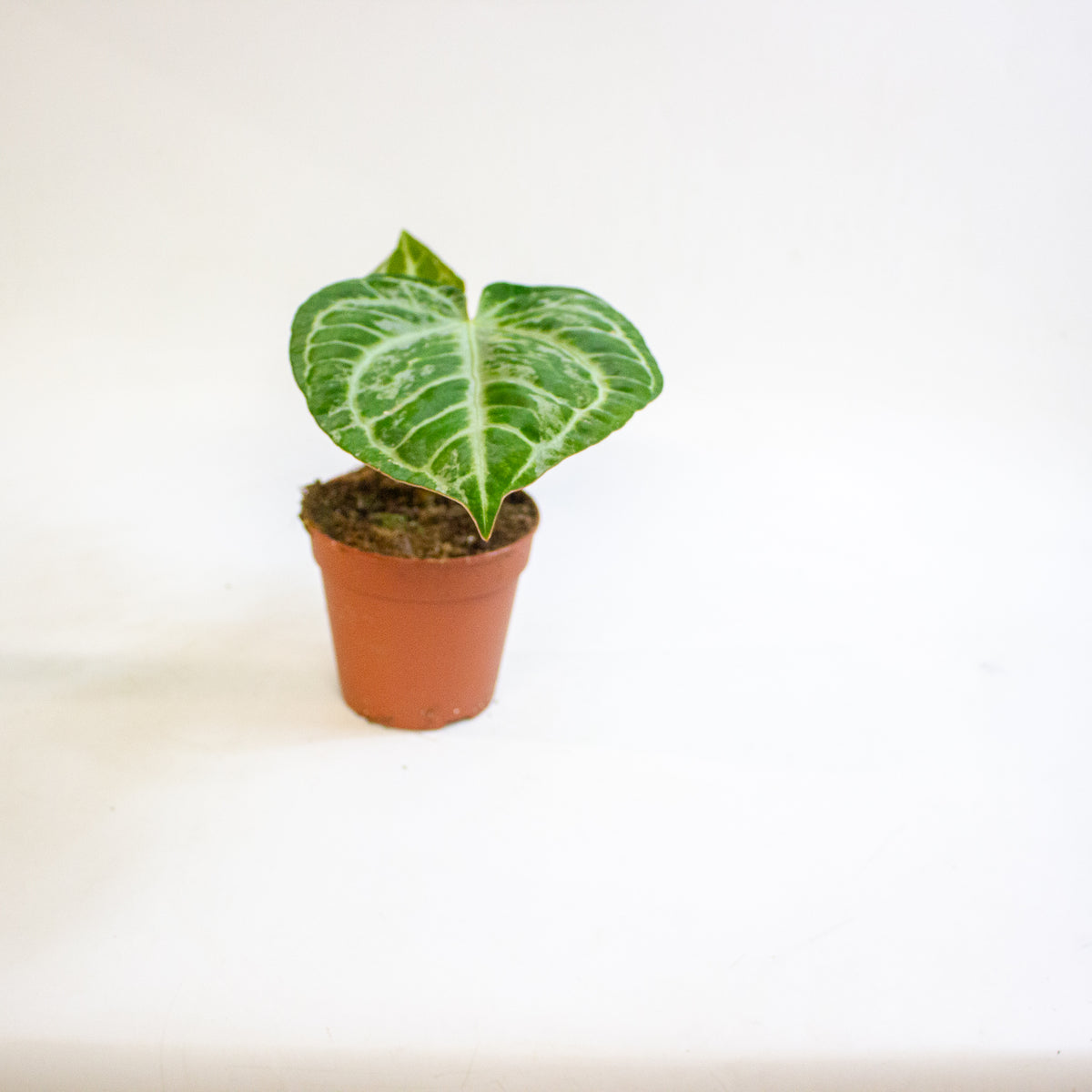 Anthurium Super Silver Blush 12cm H25cm