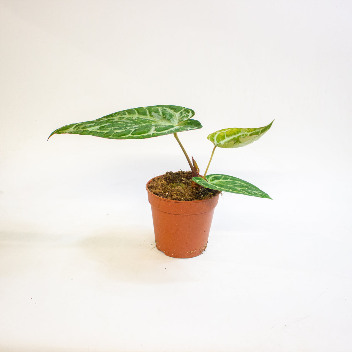 Anthurium Super Silver Blush 12cm H25cm