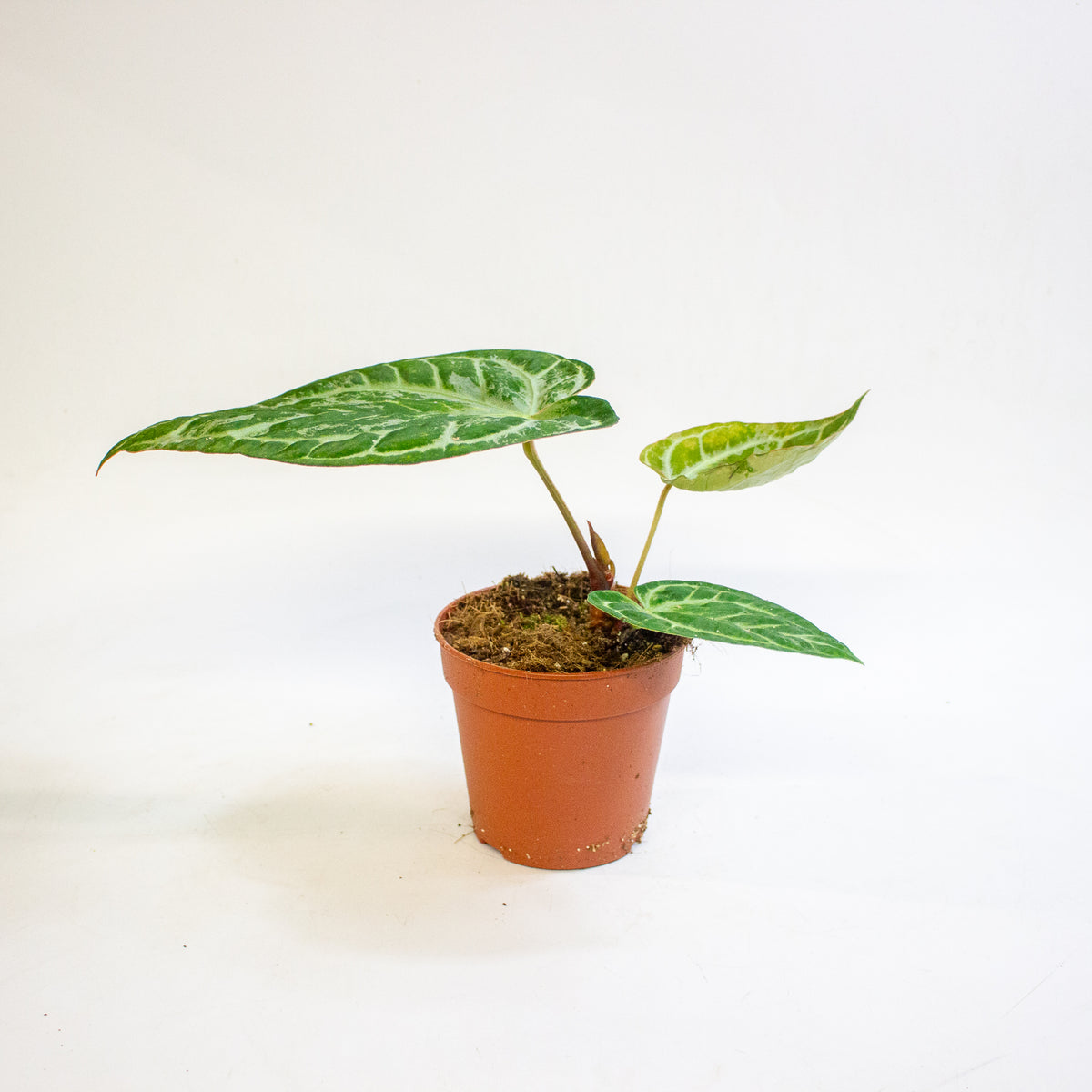 Anthurium Super Silver Blush 12cm H25cm