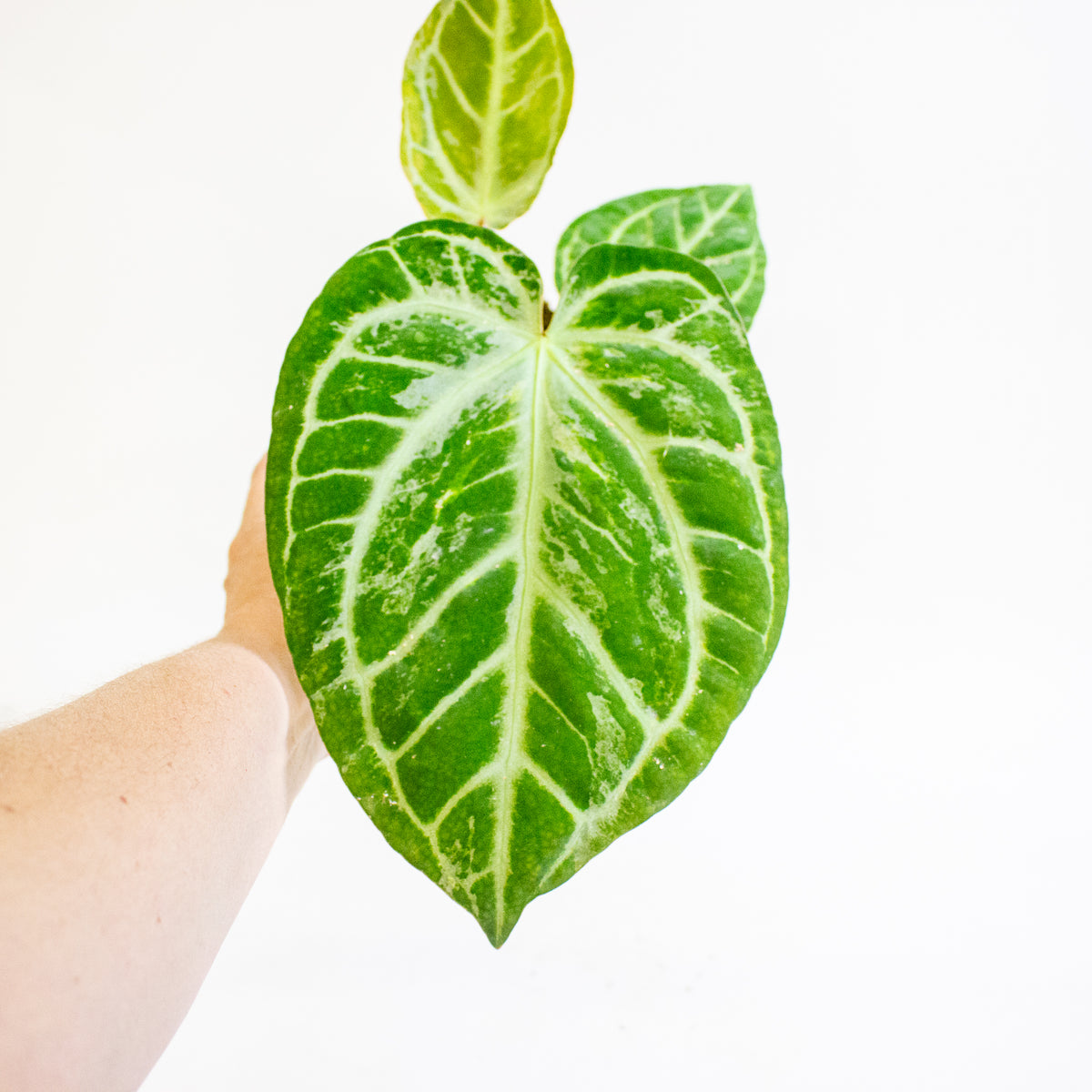 Anthurium Super Silver Blush 12cm H25cm