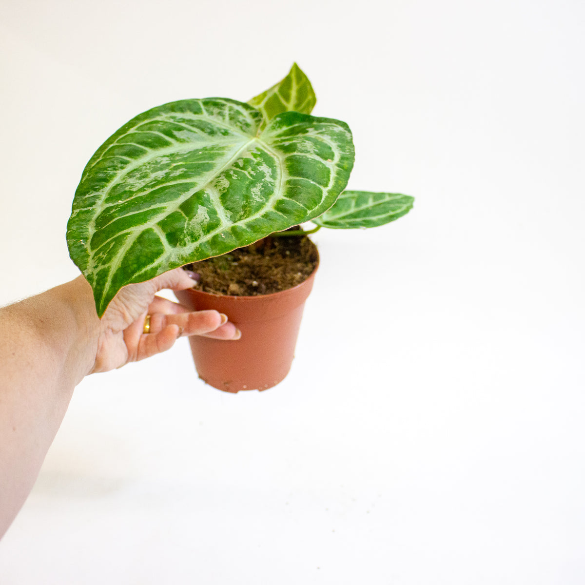 Anthurium Super Silver Blush 12cm H25cm