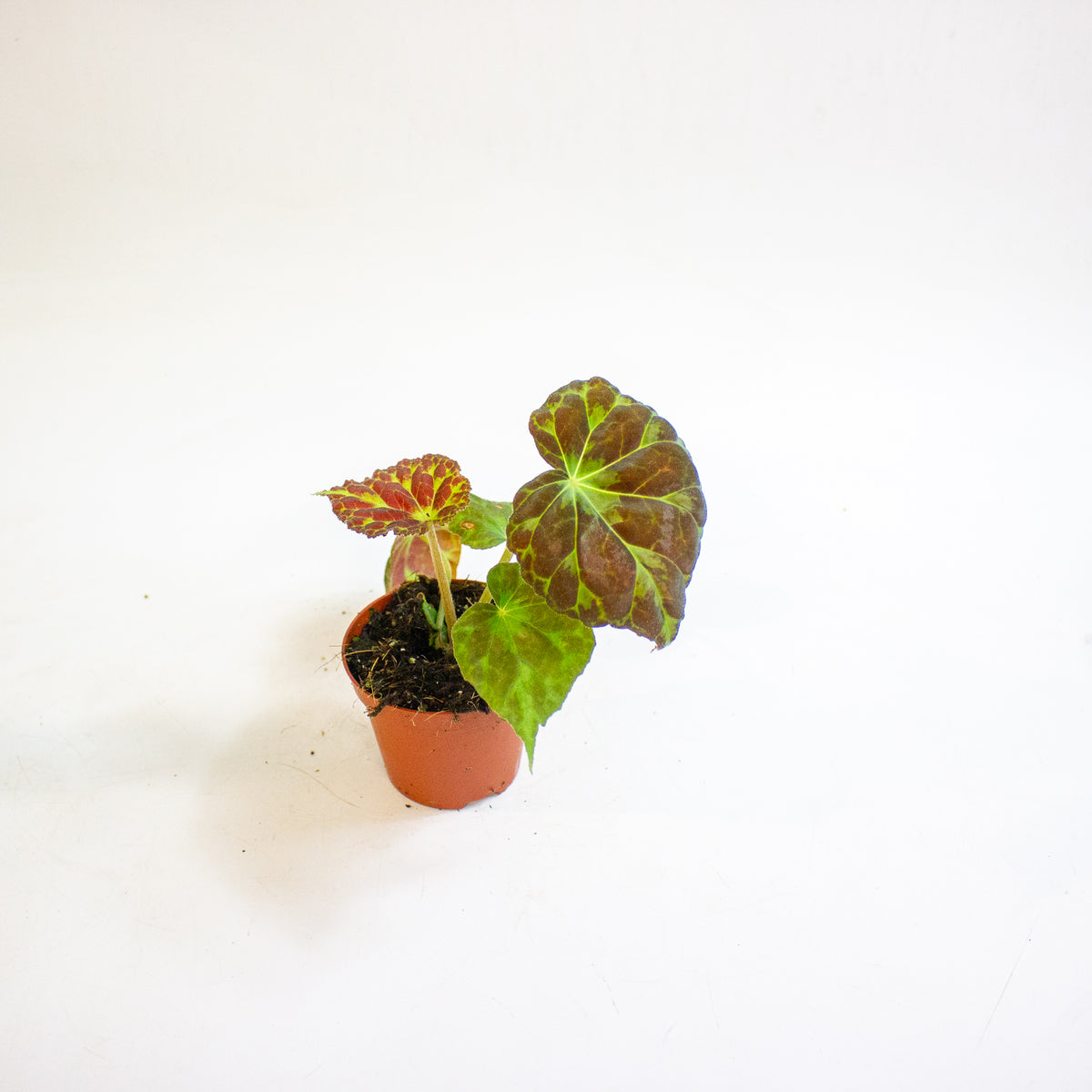 Begonia barsalouxiae 8cm H12cm