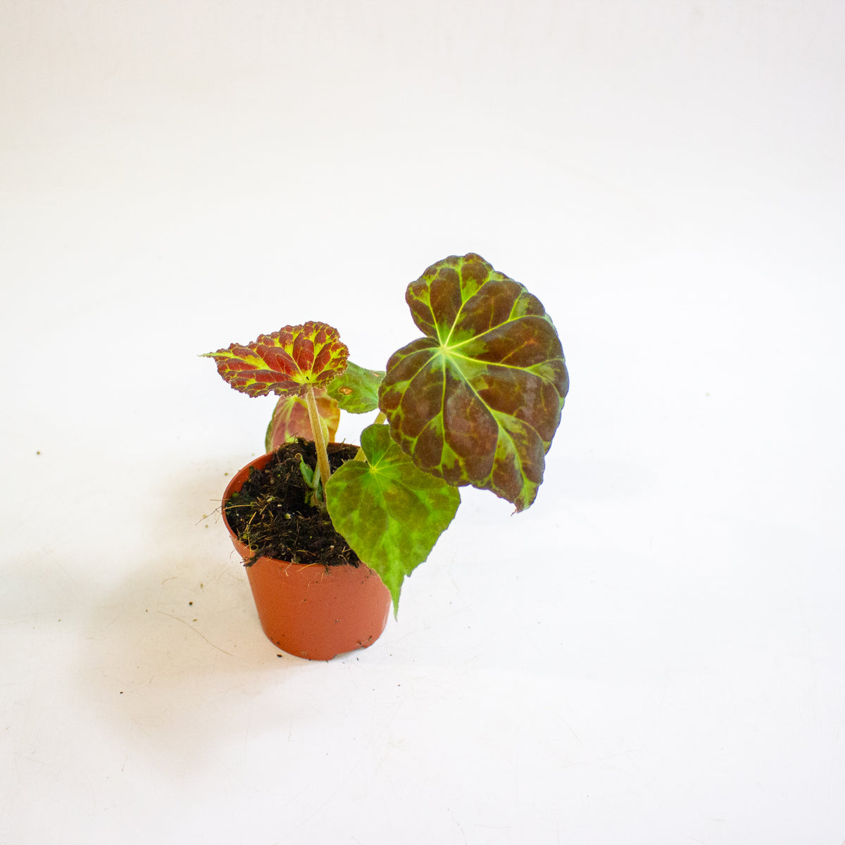 Begonia barsalouxiae 8cm H12cm