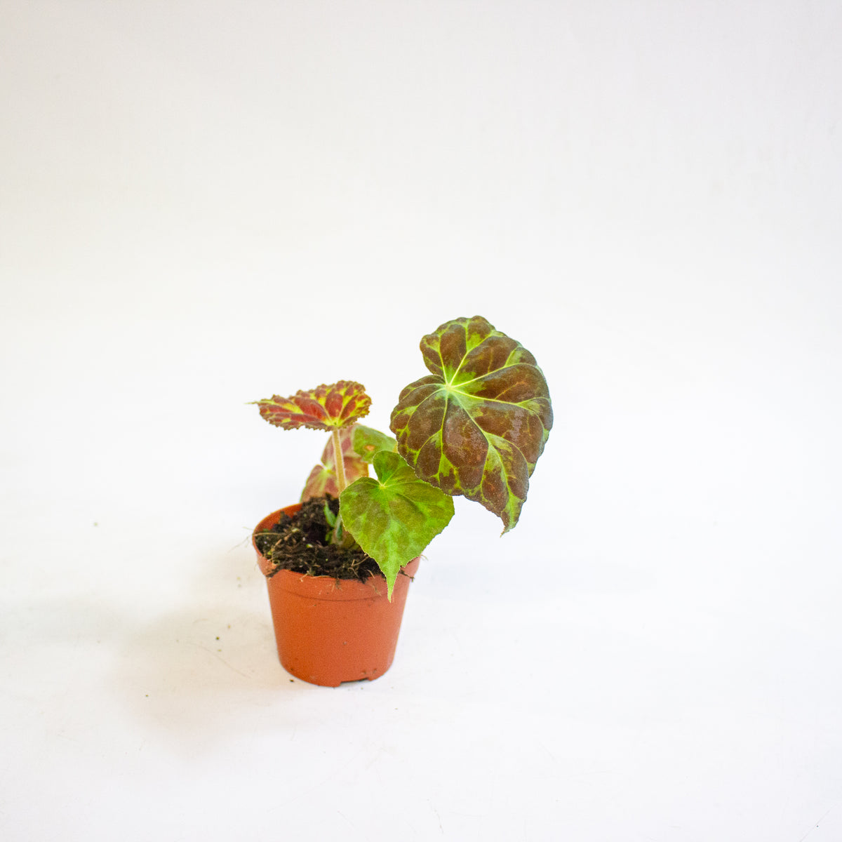 Begonia barsalouxiae 8cm H12cm