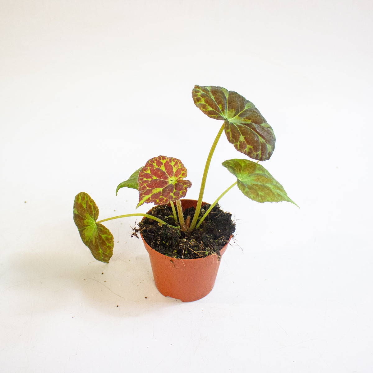 Begonia barsalouxiae 8cm H12cm