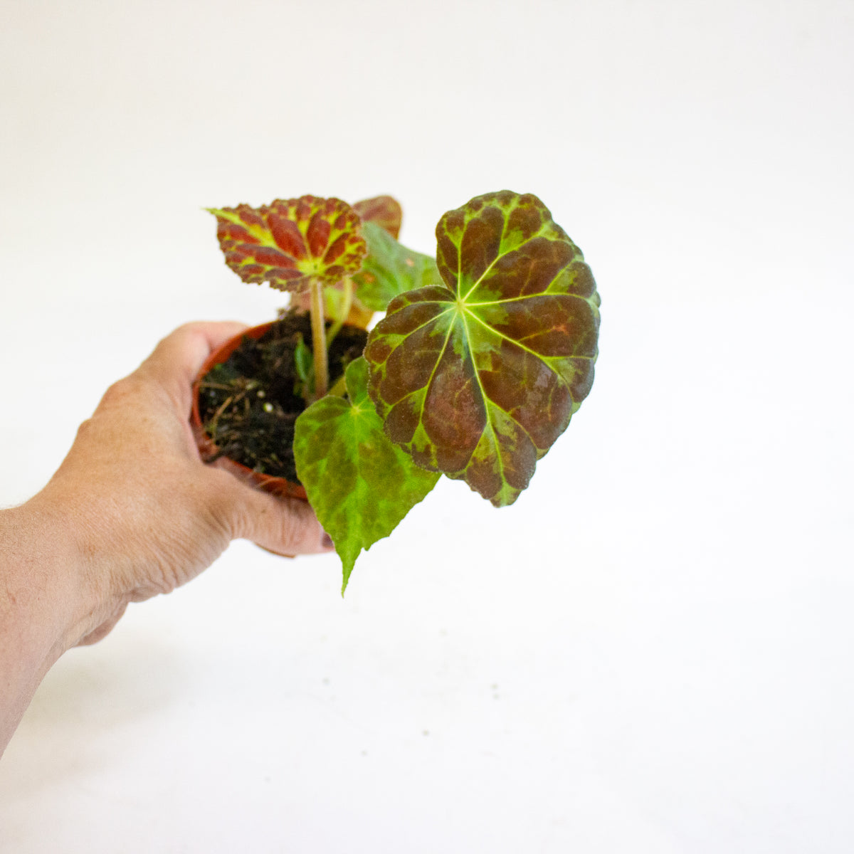 Begonia barsalouxiae 8cm H12cm