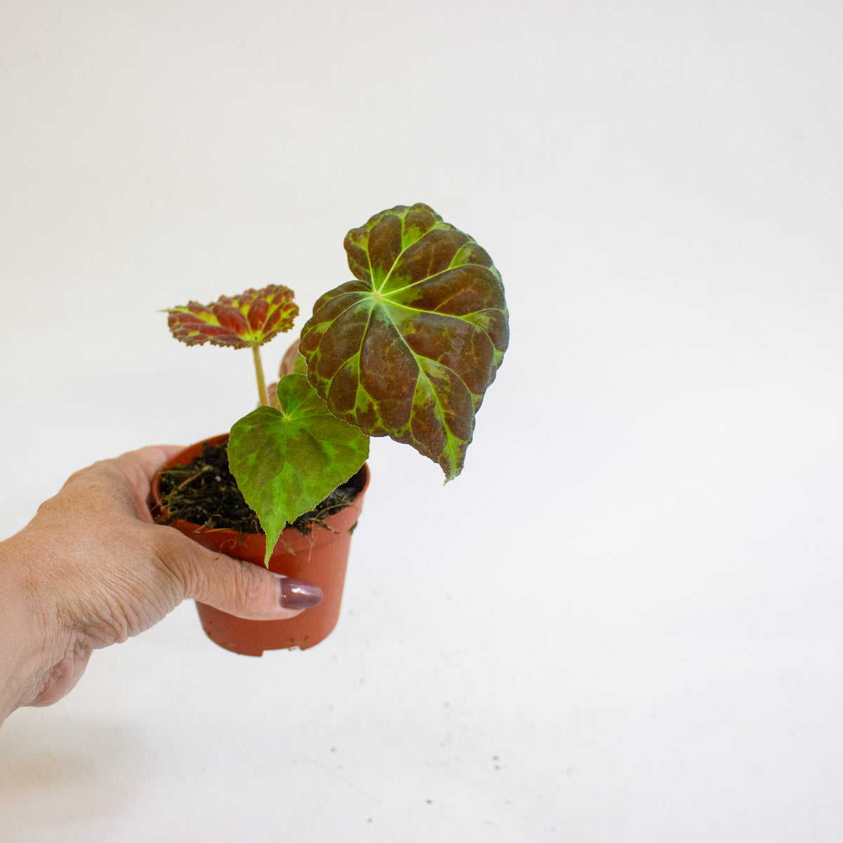 Begonia barsalouxiae 8cm H12cm