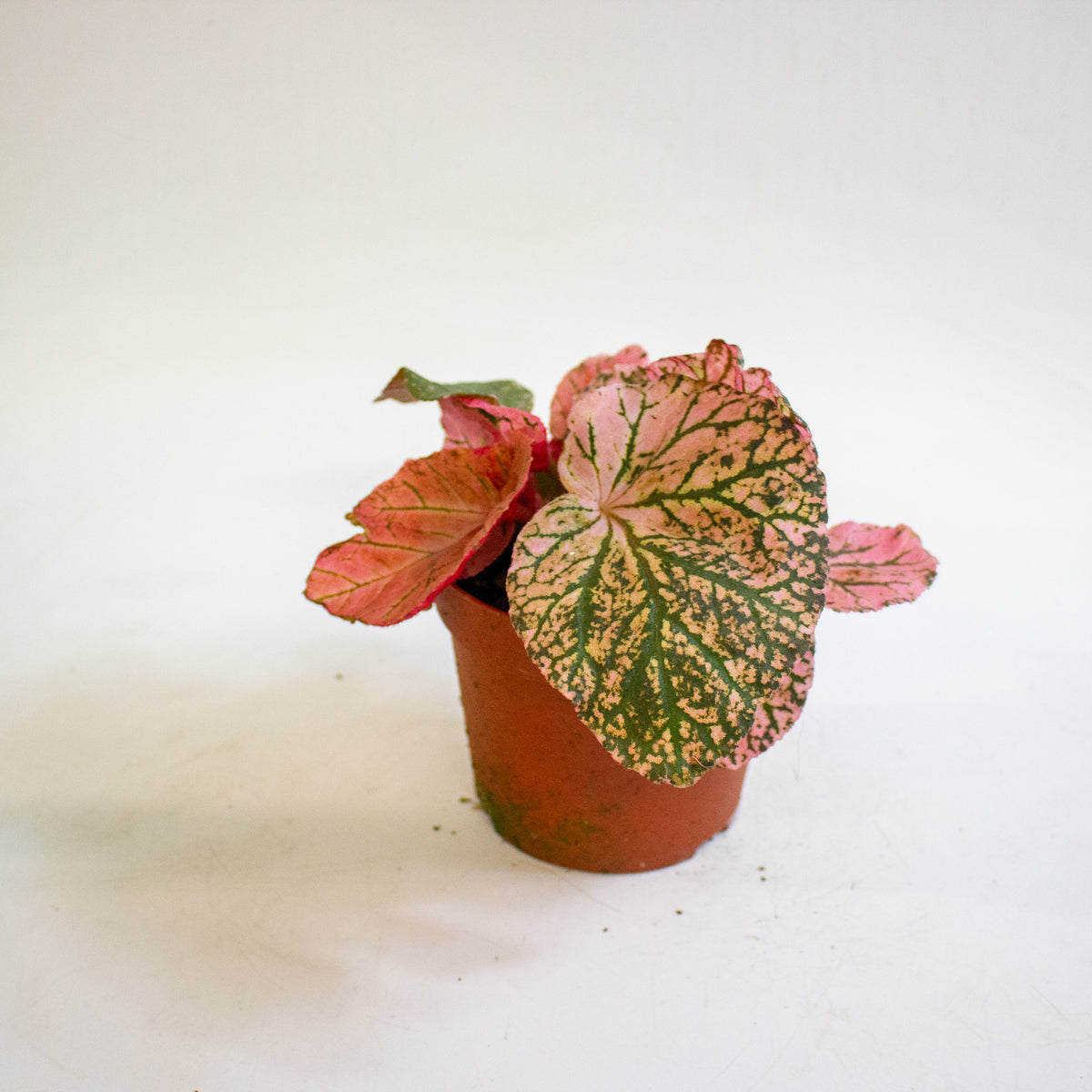 Begonia Midnight Sun 14cm H25 - 35cm