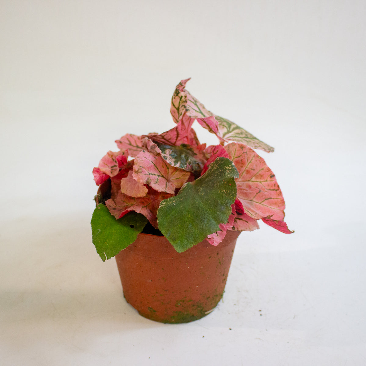 Begonia Midnight Sun 14cm H25 - 35cm