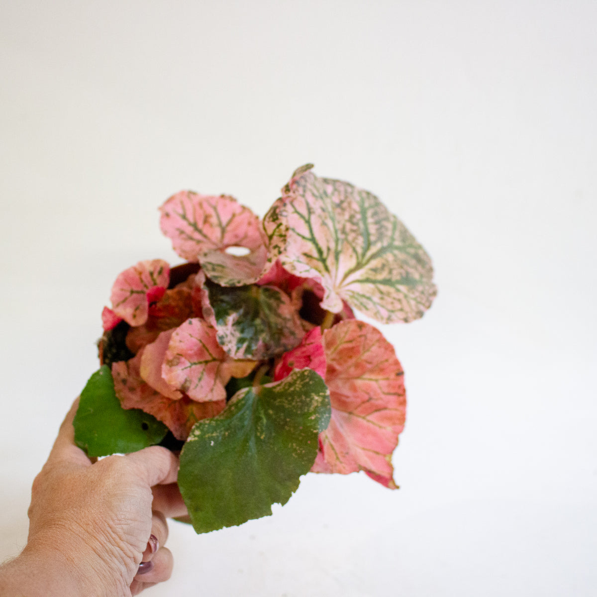 Begonia Midnight Sun 14cm H25 - 35cm