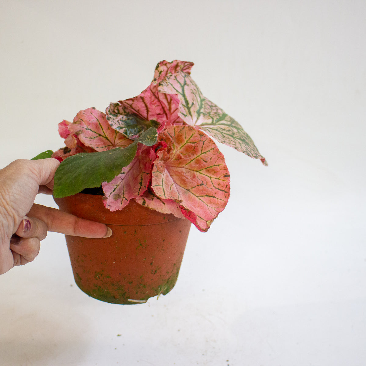 Begonia Midnight Sun 14cm H25 - 35cm