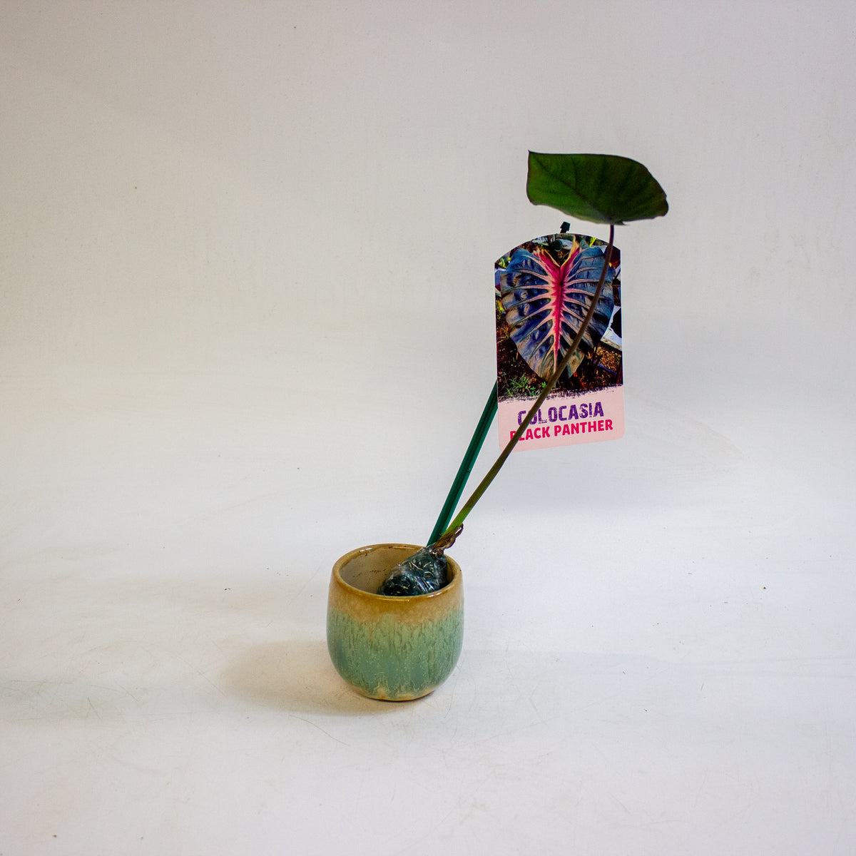 Colocasia Black Panther 3cm H15cm