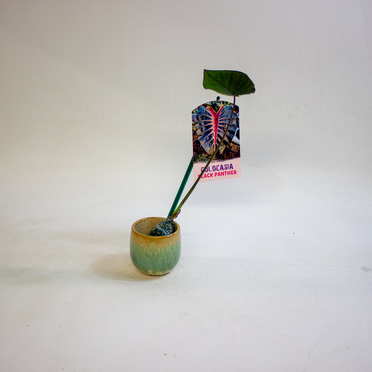 Colocasia Black Panther 3cm H15cm