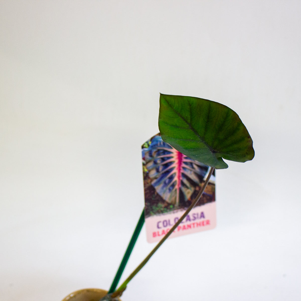 Colocasia Black Panther 3cm H15cm