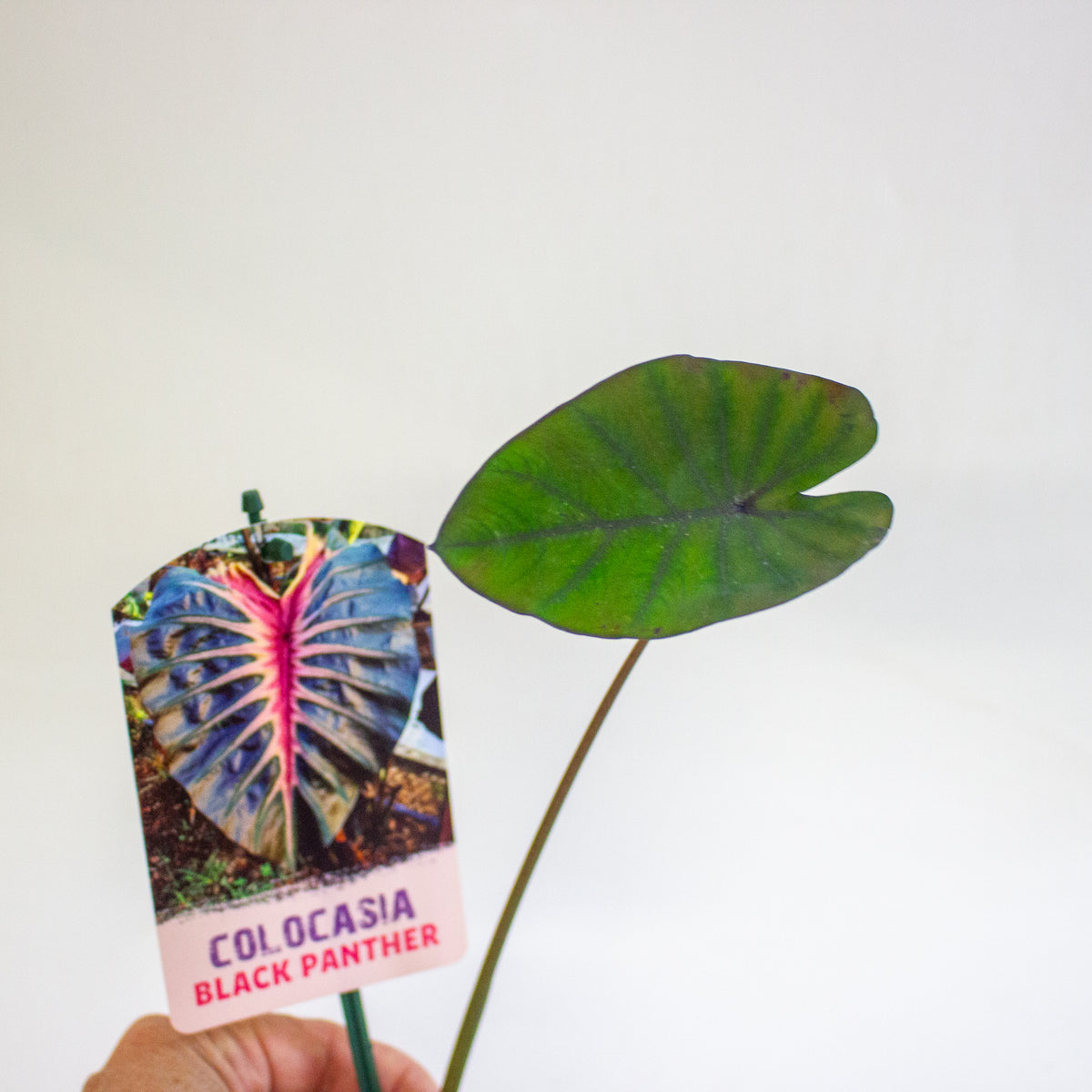 Colocasia Black Panther 3cm H15cm