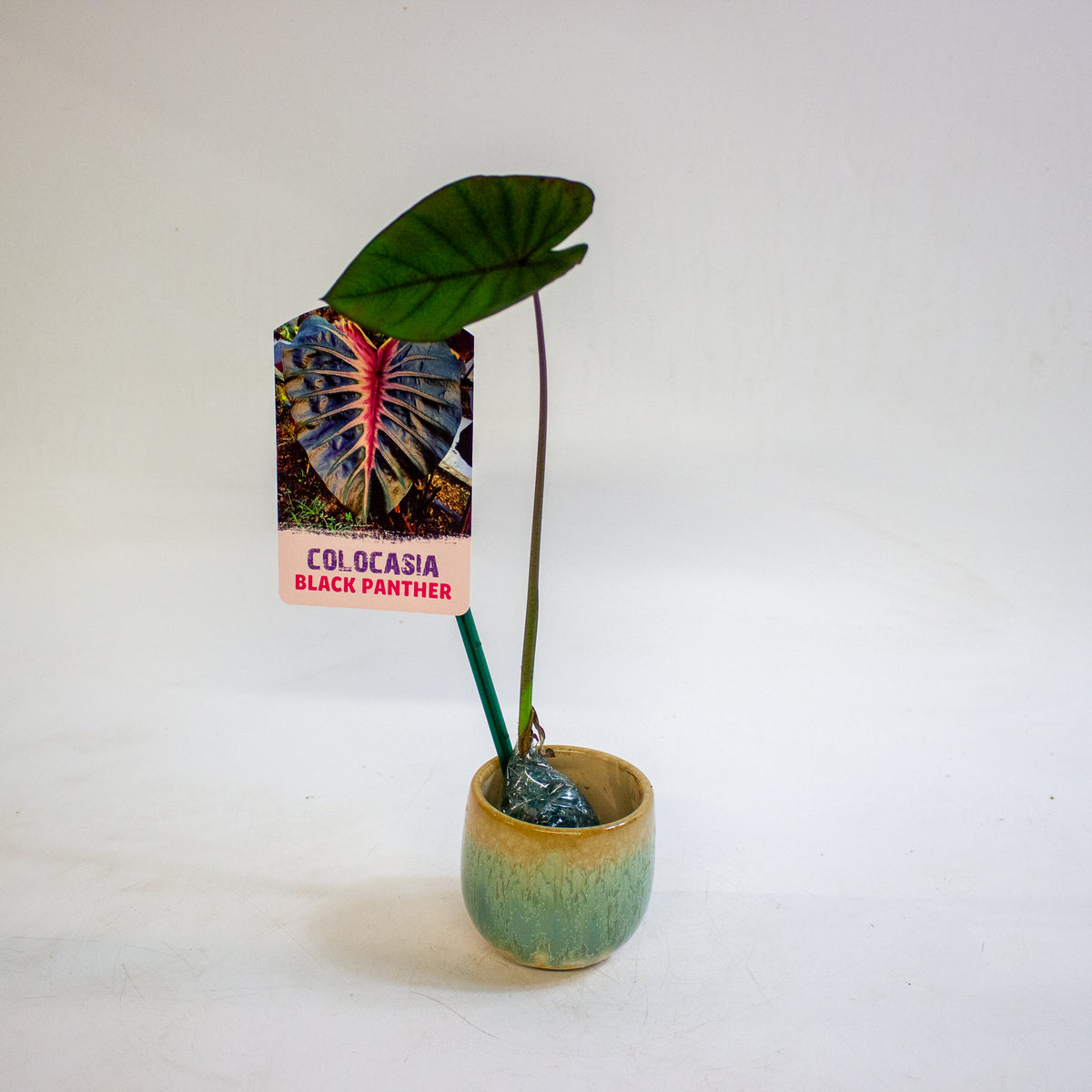 Colocasia Black Panther 3cm H15cm