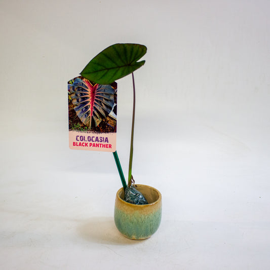 Colocasia Black Panther 3cm H15cm