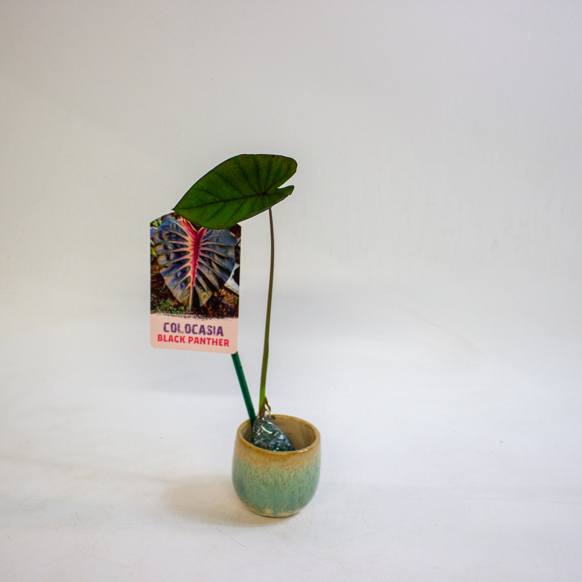 Colocasia Black Panther 3cm H15cm