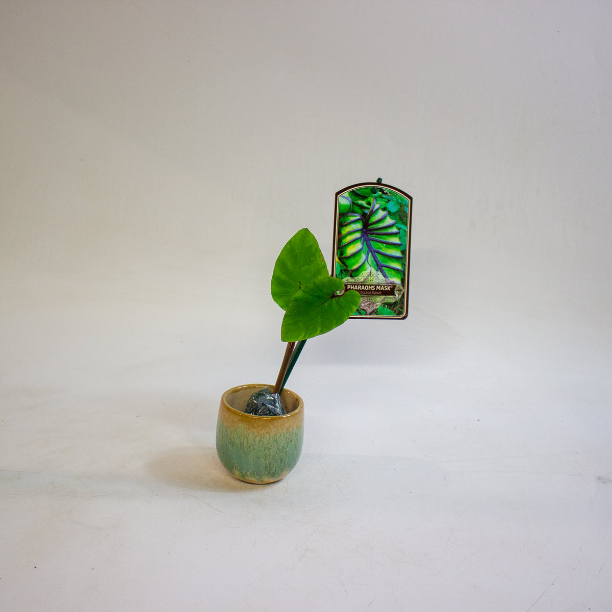 Colocasia Cophama (Pharaohs Mask) 3cm H15cm