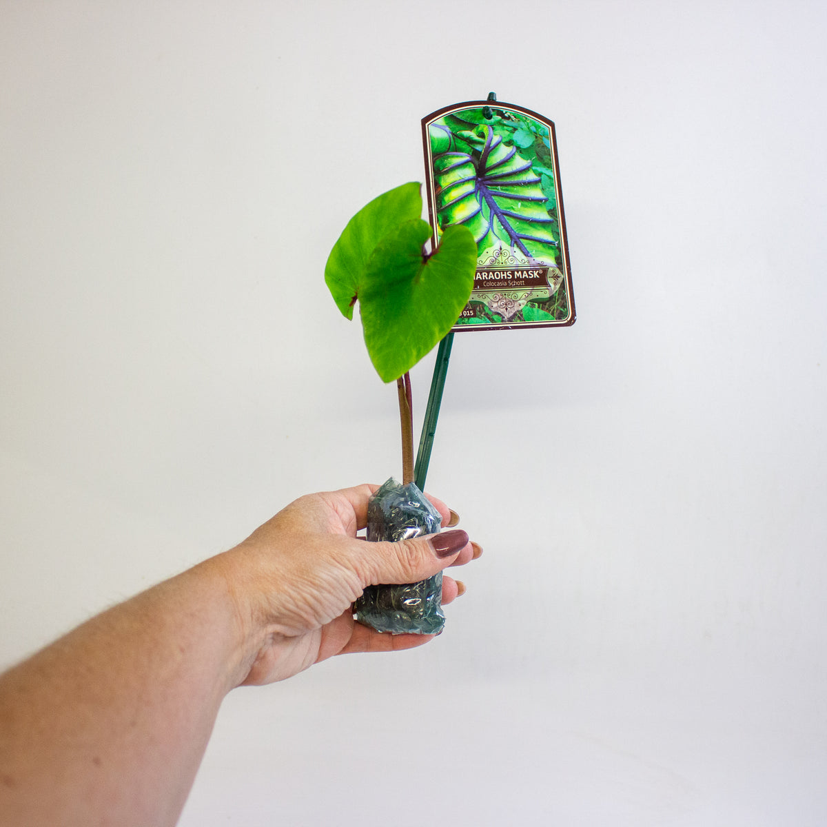 Colocasia Cophama (Pharaohs Mask) 3cm H15cm