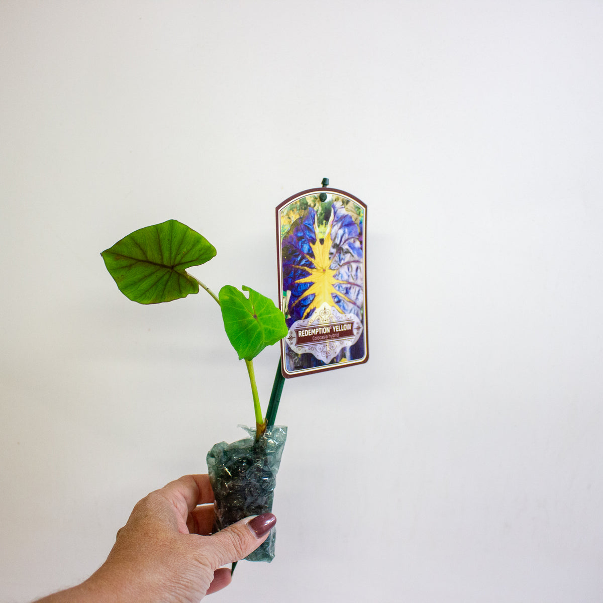 Colocasia esculenta Redemption Yellow 3cm H15cm