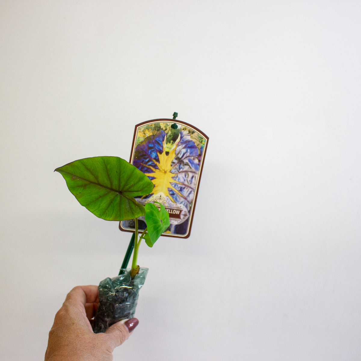 Colocasia esculenta Redemption Yellow 3cm H15cm