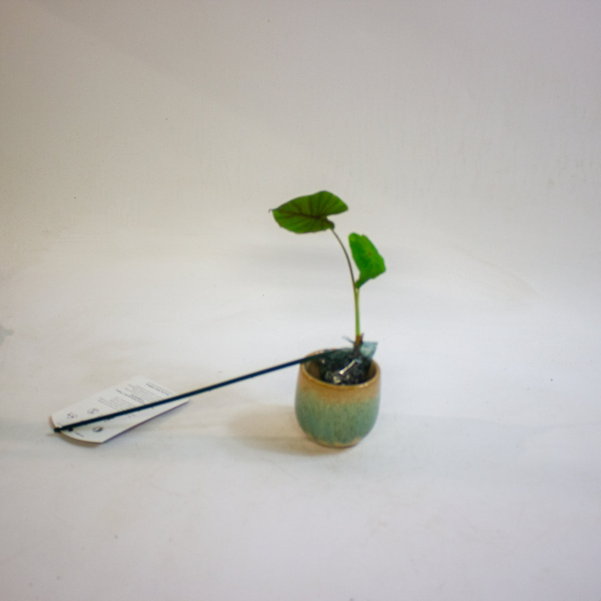 Colocasia esculenta Redemption Yellow 3cm H15cm