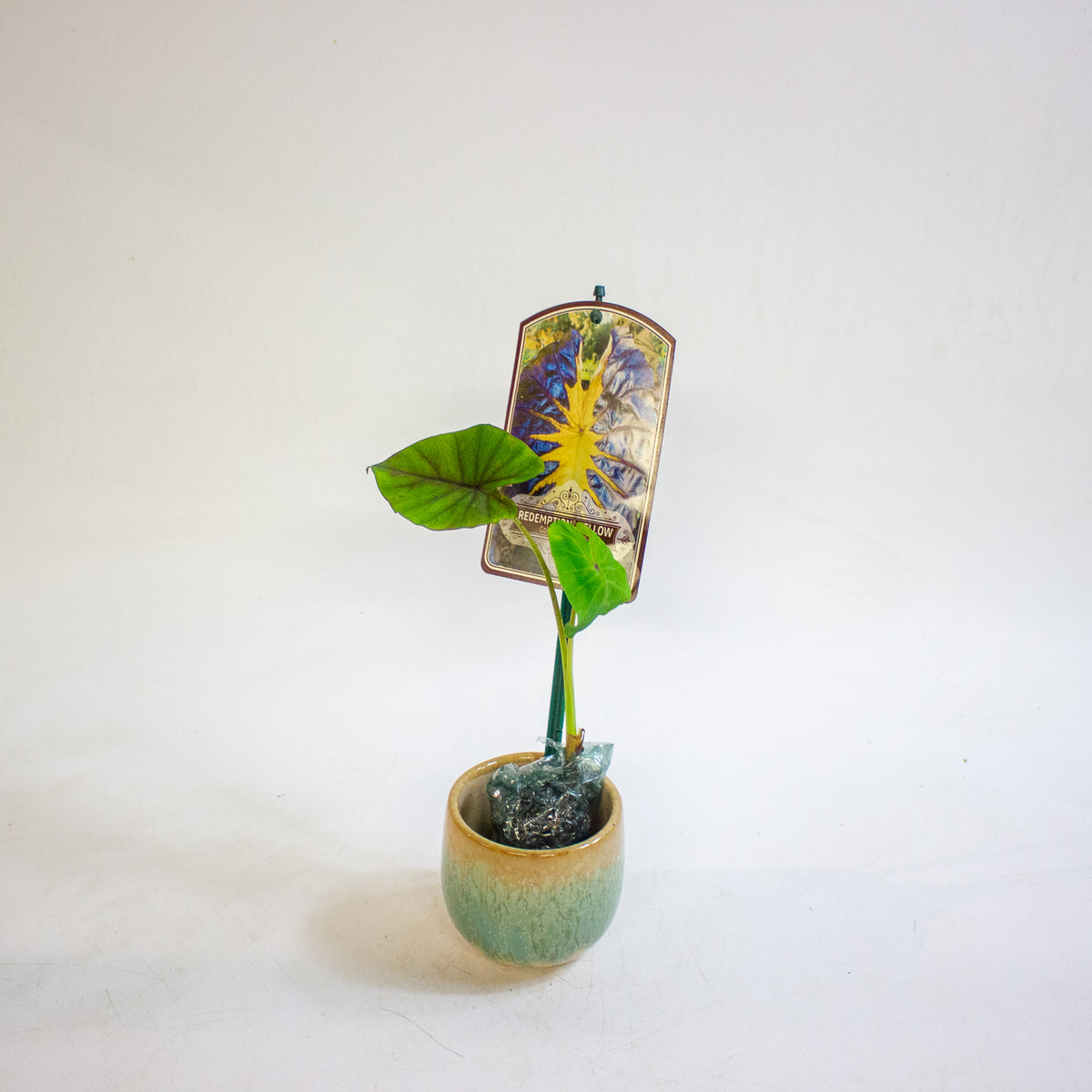 Colocasia esculenta Redemption Yellow 3cm H15cm