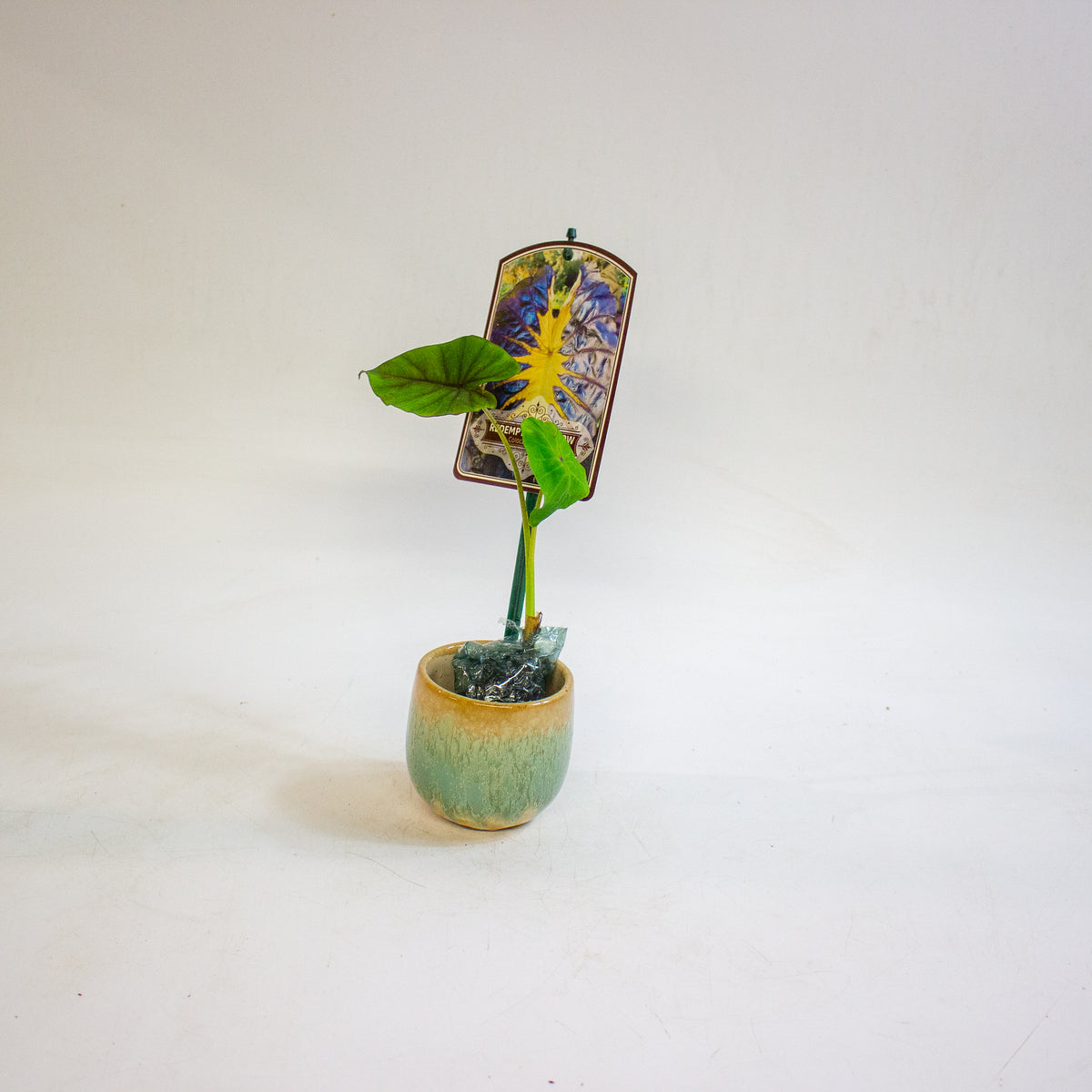 Colocasia esculenta Redemption Yellow 3cm H15cm