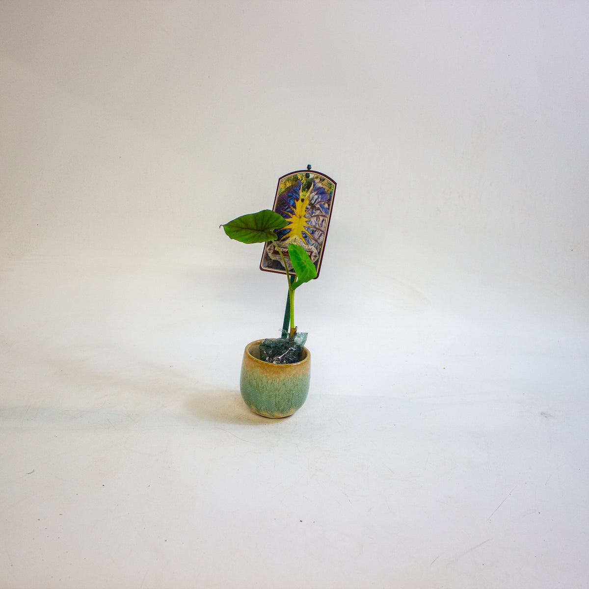Colocasia esculenta Redemption Yellow 3cm H15cm