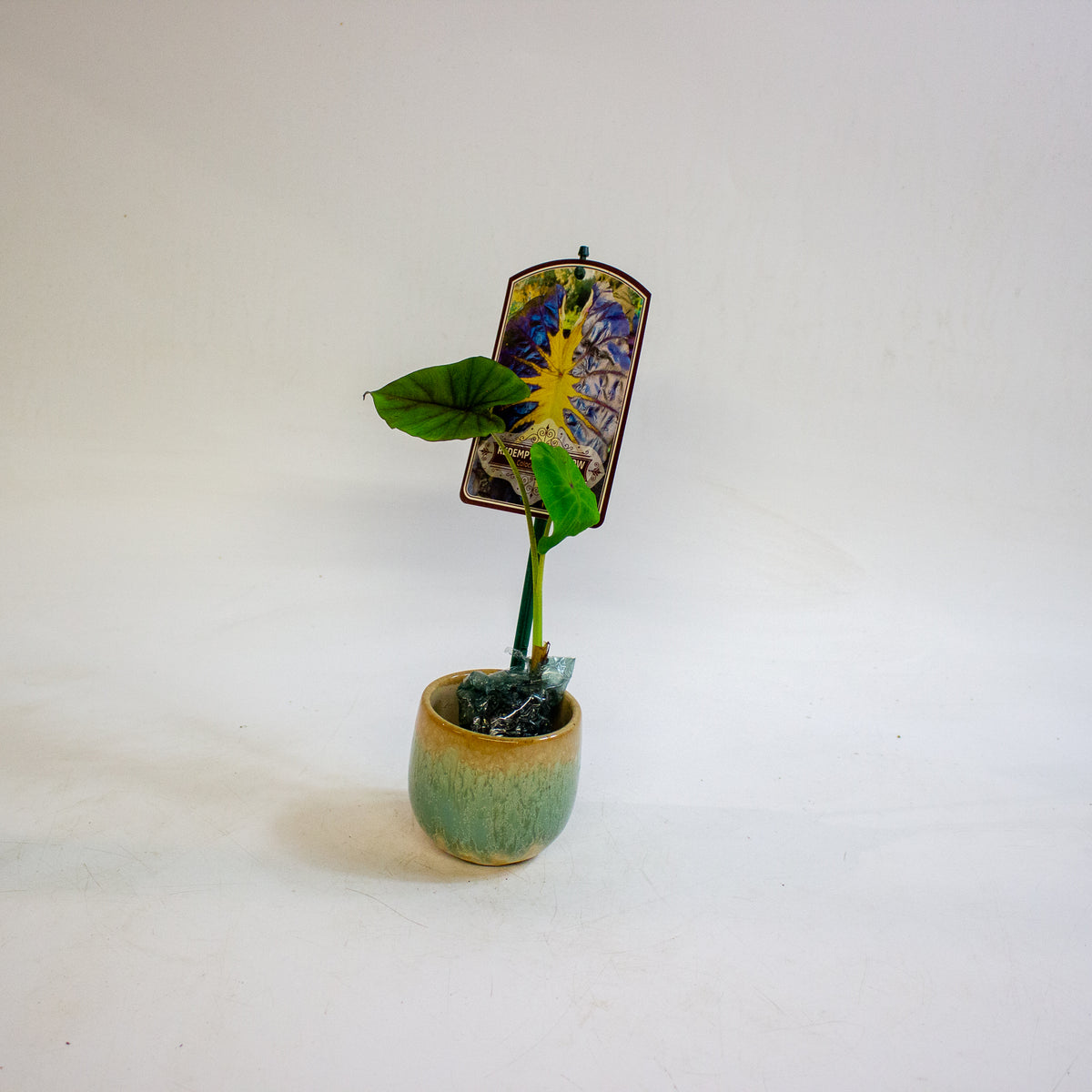 Colocasia esculenta Redemption Yellow 3cm H15cm