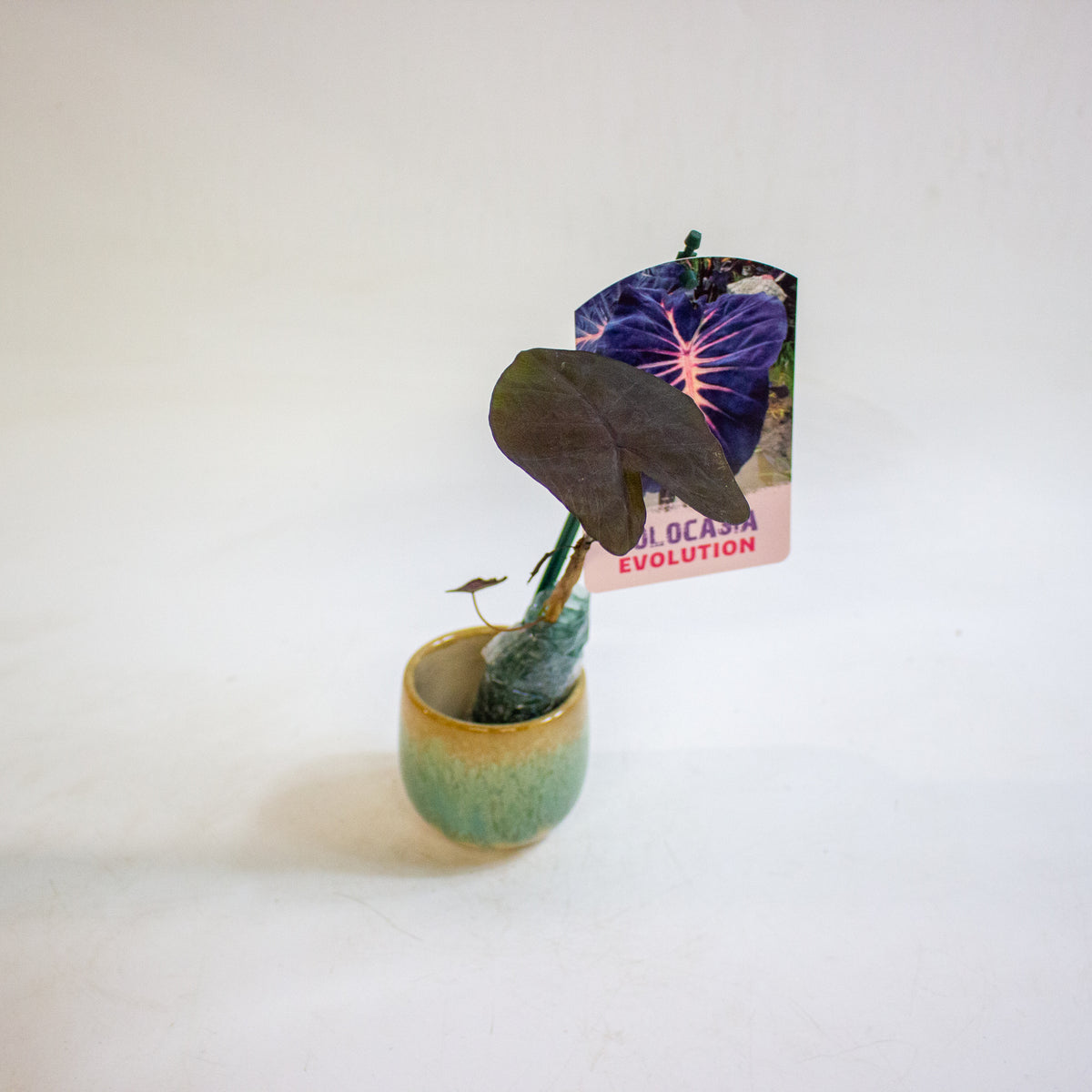 Colocasia Evolution 3cm H15cm
