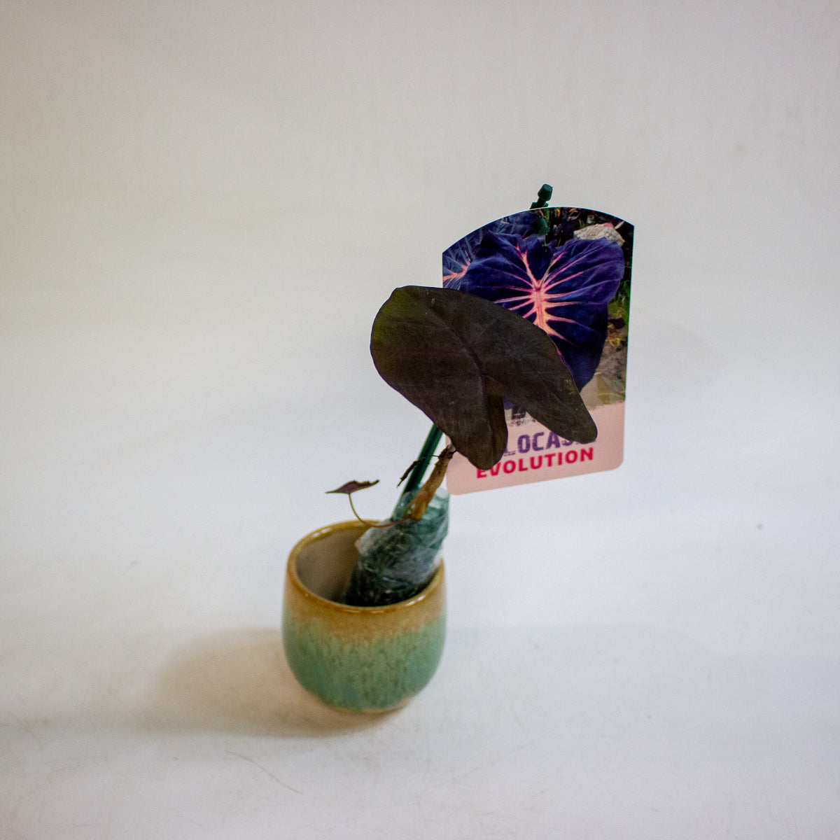 Colocasia Evolution 3cm H15cm