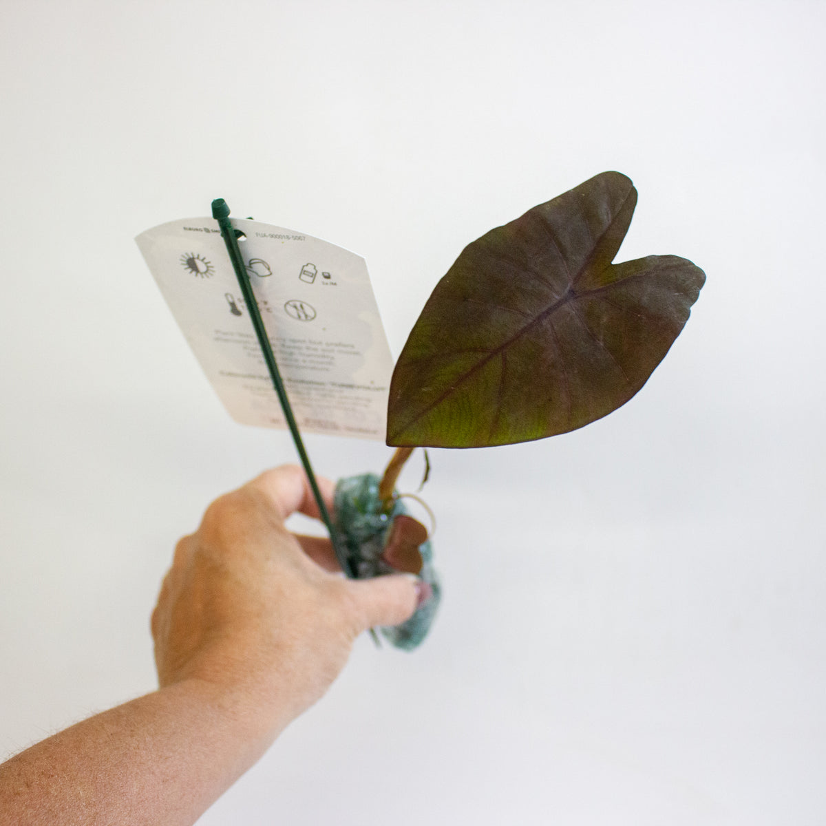 Colocasia Evolution 3cm H15cm
